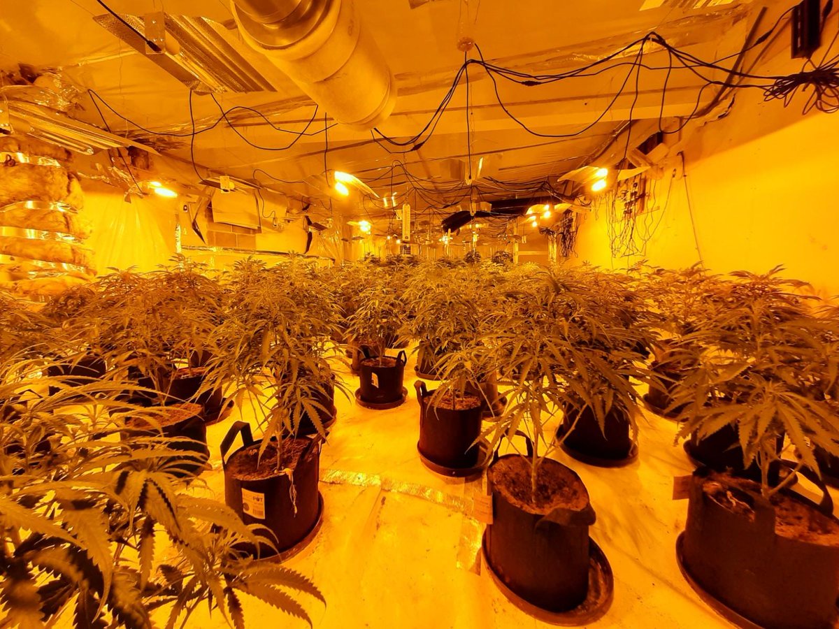 WYP_LeedsEast's tweet photo. #OperationBakegreen Deployment Uncovers Cannabis Farm worth £1.85 Million
A significant quantity of Cannabis was located in the commercial premise on Roseville Road, two adult males #arrested, for #drugs offences
Read more at: https://t.co/apRwRt8pRq
#CommUnityHarehills https://t.co/3LVfU42sID