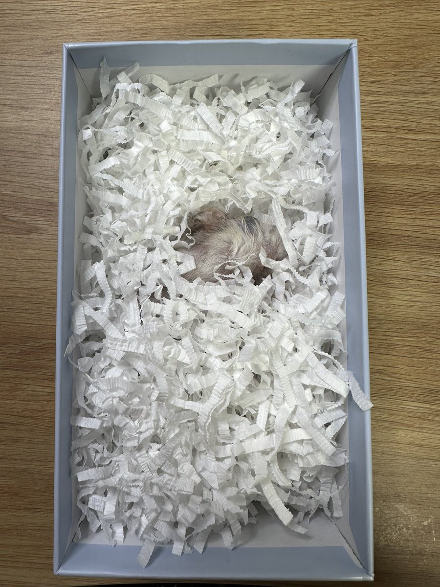 이브가 떠났어요.
한 시간 전쯤 찍하는 소리에 꺼내보니 곧 떠날 것 같아서 작별인사를 했고, 너무 오래 아파하지 않고 떠났어요.
656일이라는 짧다면 짧고 길다면 길 시간을 나와 보내주고, 마지막도 나눠준 착한 이브에게 감사할 뿐이에요.
이제 친구와 가족 만나러갈 이브의 명복을 빌어주세요.