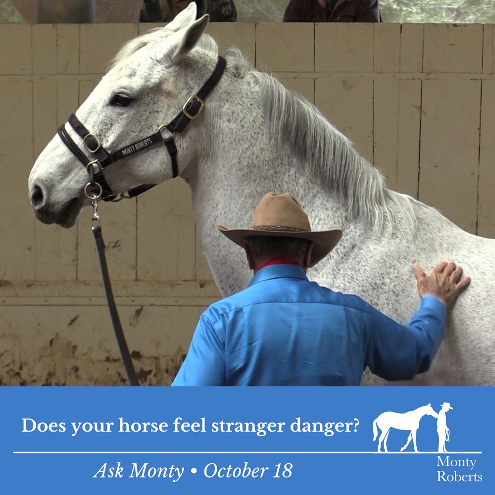 Question: Does your horse feel stranger danger? Read Monty's answer in the Ask Monty Q&A: montyrobertsuniversity.com/q_and_a Have your own question for Monty? 👉 Send it to askmonty@montyroberts.com #MontyRoberts #AskMonty #StartingNotBreaking
