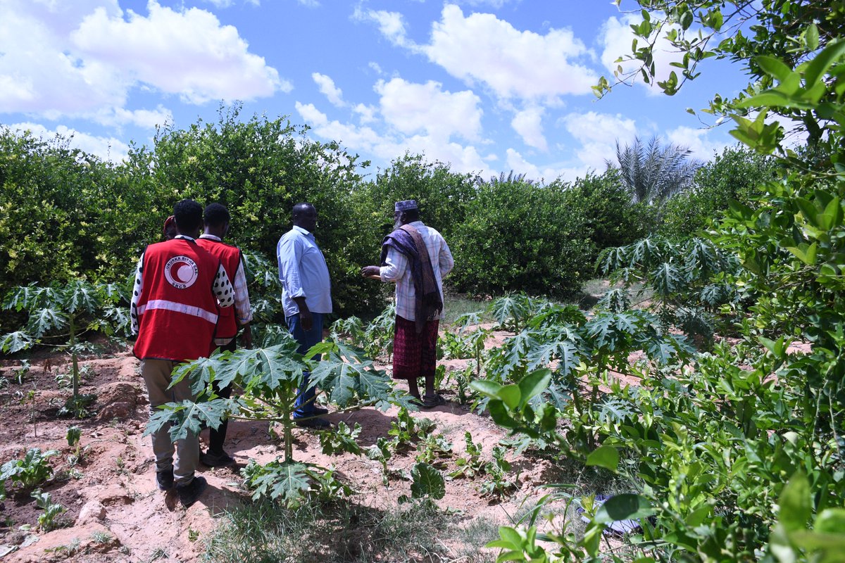 IFRCAfrica's tweet photo. Rains in Somalia's Garowe District bring lush fields for grazing camels, but impassable roads. 

The Somali Red Crescent Society is determined to reach the communities, no matter what. 🌧️🐪🚚 
#SRCS 
#AlwaysThere https://t.co/4E8BuDzL5P