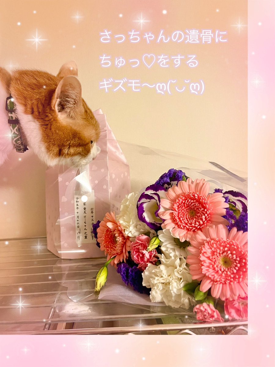 sweetfish0522's tweet photo. 虹の橋🌈に旅立って行きました

最後まで　本当に良い子だったね。
ありがとう…ごめんね…
ずっと楽しくて幸せだったよ。

もう　サチ〜って呼んでも
来てくれないのかなぁ？
それとも来てくれてるのかなぁ？
見えないだけで　隣にいる？

もう一度　会いたいな。

#ネコ　#虹の橋　#腎不全 https://t.co/1kqRSnKf8s