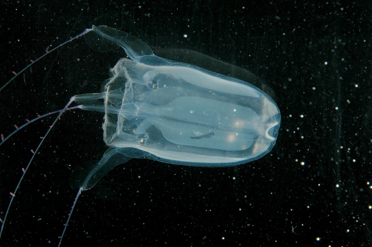 WHOI's tweet photo. The box jellyfish has 24 eyes to navigate the murky waters around its mangrove home. Unlike its harmless Caribbean cousin, the grape-sized Pacific box jelly you see here boasts a toxic sting.
No wonder the box jelly has survived for millions of years!
#WeirdOcean #KeepItWeird https://t.co/9TXUzodTts
