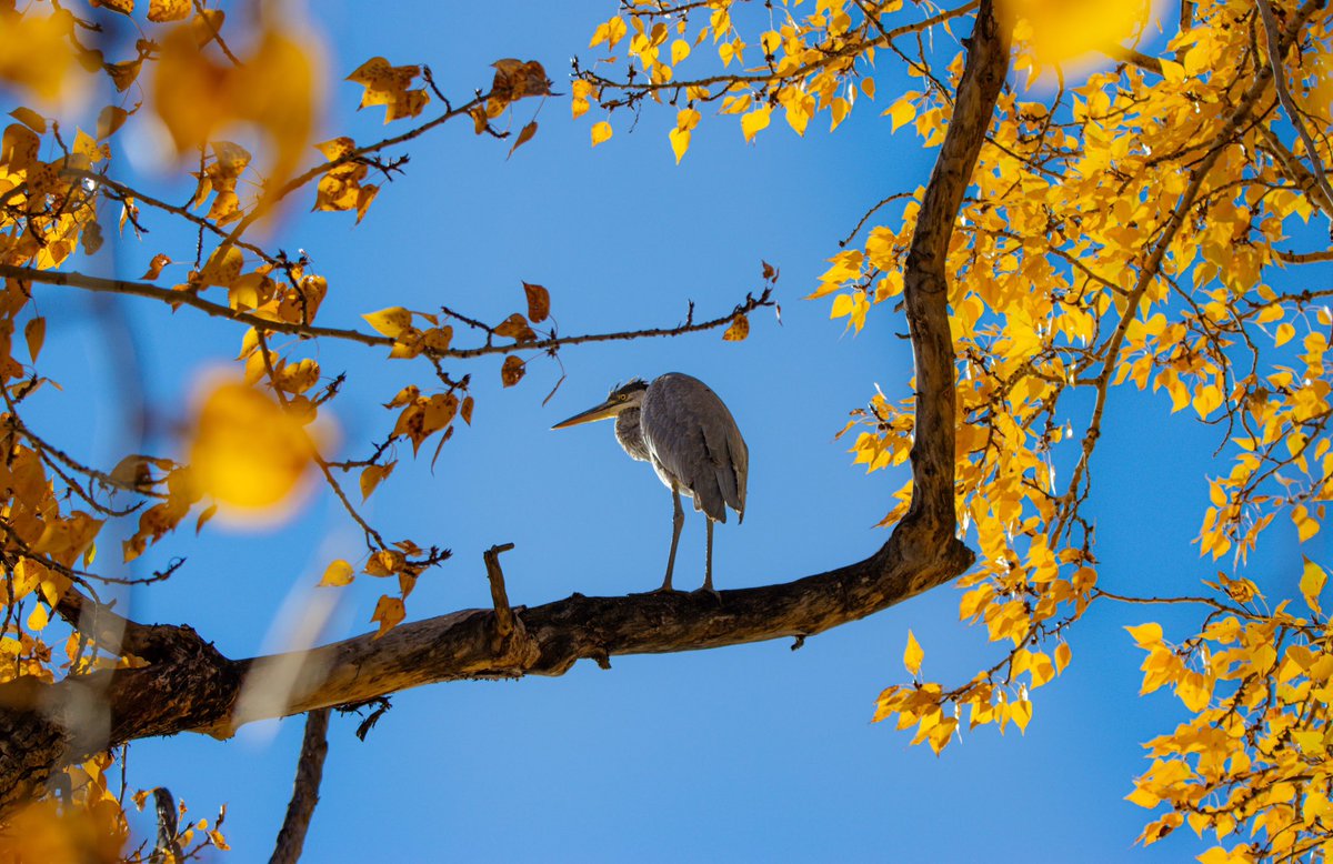 “Look at me!! I’m a Heron in a Tree!!”

#fuckyeah #FALL2023 #colours