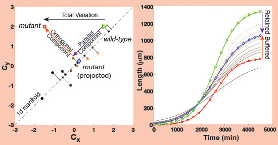 The principles governing the emergence of robustness &flexibility in complex systems are explored by studying the structure of variability in the development of C. elegans in response to perturbations ➡️ embopress.org/doi/full/10.15… @ericmiska @ericmiskalab #QBio #developmentalbiology