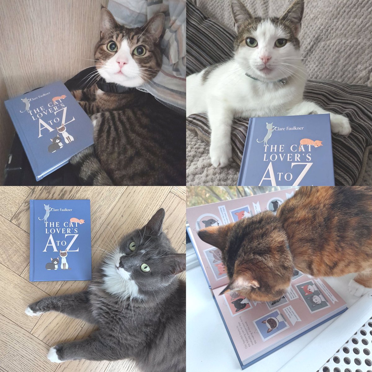 smalldotsdesign's tweet photo. Look at this gorgeous crew proudly showing off their copies. These cuties all have their own paw-traits in the ‘Cats involved in the making of this book’ spread. My favourite page 😻
The Cat Lover’s A to Z, order link in bio! 
#CatsOfTwitter #catlover #WhiskersWednesday #catgift https://t.co/eJ11YnUAz3
