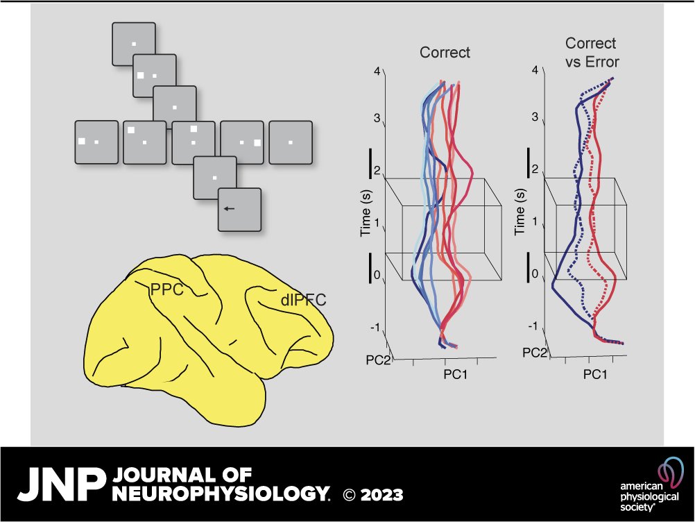 JNeurophysiol's tweet image. 📃&quot;Single-neuron and population measures of neuronal activity in working memory tasks&quot; by Rana Mozumder and #JNeurophysiol&apos;s Associate Editor Christos Constantinidis (@c_constan)

🖱 ow.ly/OBI550PSCHx

@hb_cell #PrefrontalCortex #PosteriorParietalCortex #neurophysiology