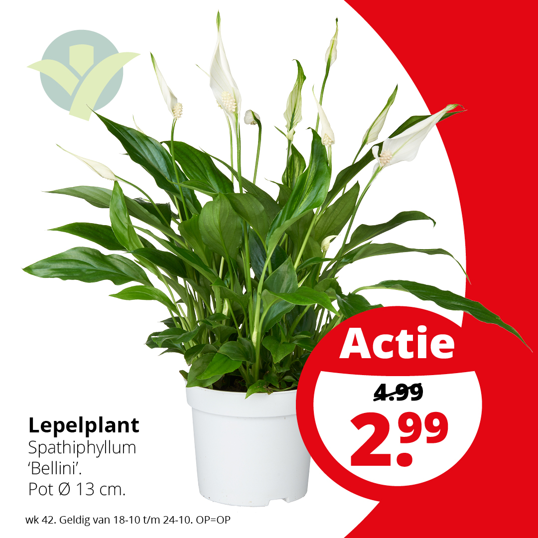WEEKAANBIEDING

Extra veel lepelvormige witte bloemen en glanzende, donkergroene bladeren die ook nog de lucht voor je zuiveren: de Spatiphyllum 'Bellini' is een absolute topplant! Lees meer over deze plant op: ow.ly/yIIE50PXwJe

#Lepelplant #GroenRijk #Weekaanbieding