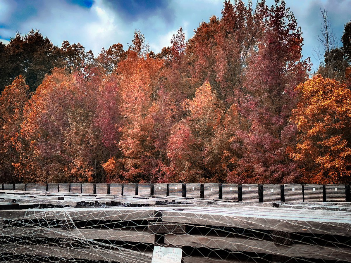 SSStave's tweet image. Happy Fall Y’all! As the barrel staves are exposed to all the weather, they gray a bit. But the stave yard still brightens up the morning!

Enjoy your day while we get your next drink ready!