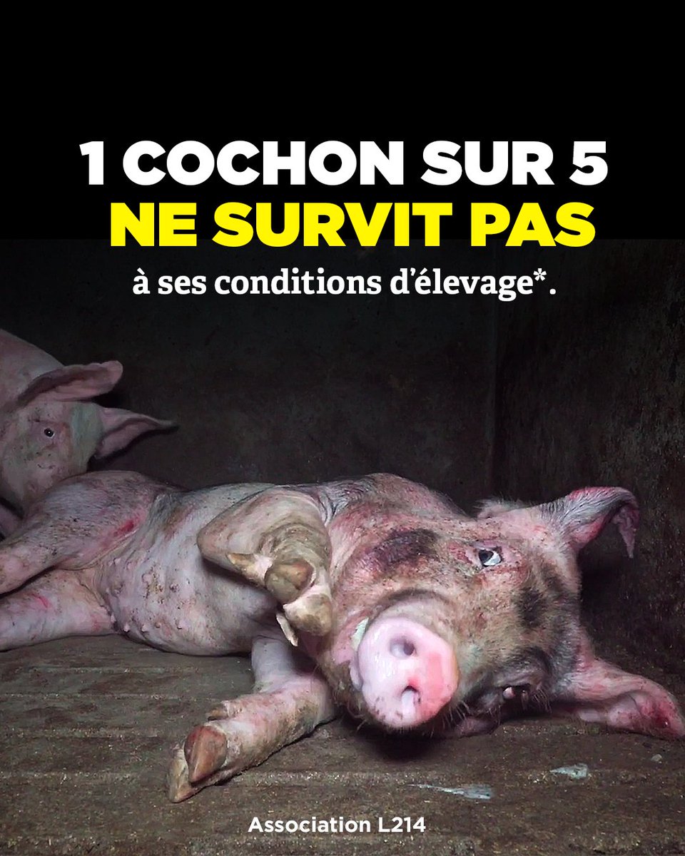 En 🇫🇷, 24 millions de cochons sont élevés et abattus chq année. 
95% d'entre-eux st enfermés dans des élevages intensifs: ils "vivent" entassés sur un sol en béton recouvert d’excréments, sans jamais voir l’extérieur.

Ça vous choque?
Signez la pétition: bit.ly/stop-elevage-i…