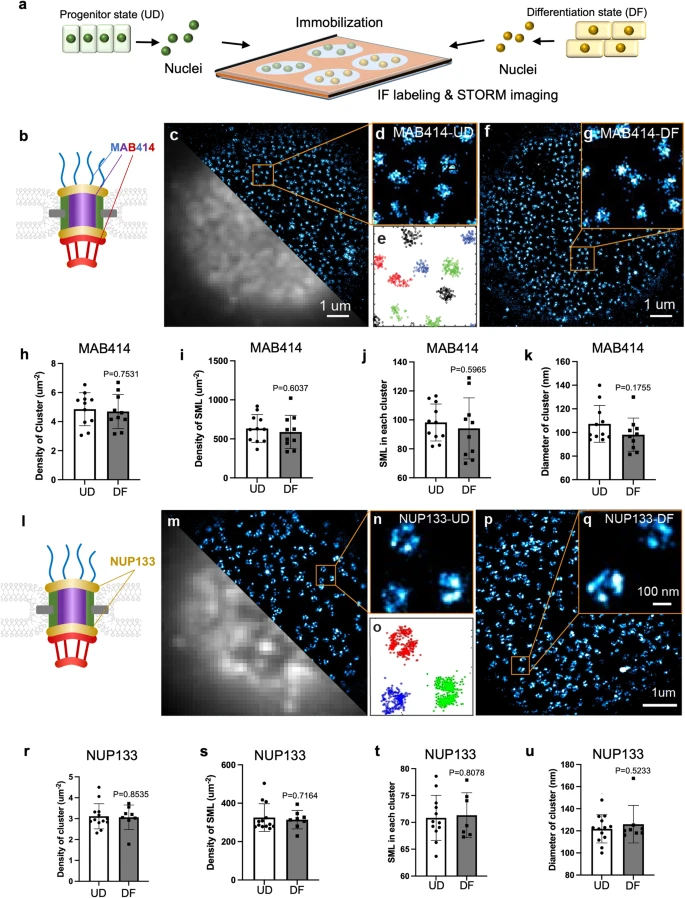 SwitFluors's tweet photo. The latest publication just out in @CommsBio in collaboration with @XiaominBao @visibleOCT to reveal the nanoscale organization of #NuclearPoreComplex downregulation in the skin cell differentiation process using #SMLM @SRMicro_papers @NCStateWilson 
https://t.co/XTCAcQUB0t https://t.co/wbnq7oWd82