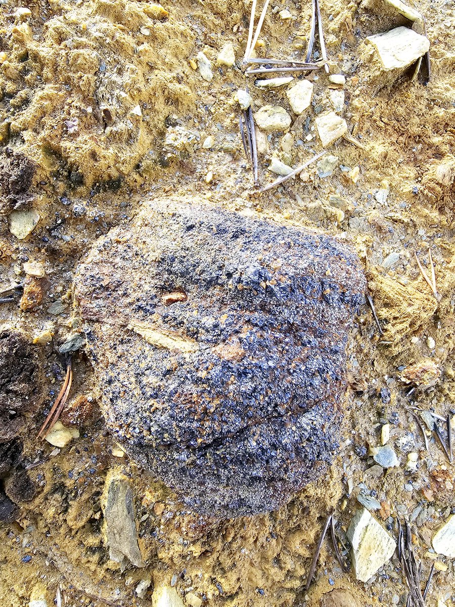Kilpisjaervi's tweet photo. Yesterday we worked with our Alliance partner @PlayfairPLY $PLY.v, sharing knowledge about Central Norway. Today we are on our own, driving and walking a lot, it's a big hunting ground for base metals here and we want to secure prospective ground for Teako, for our investors. $TMIN #copper #zinc #cobalt #nickel #manganese