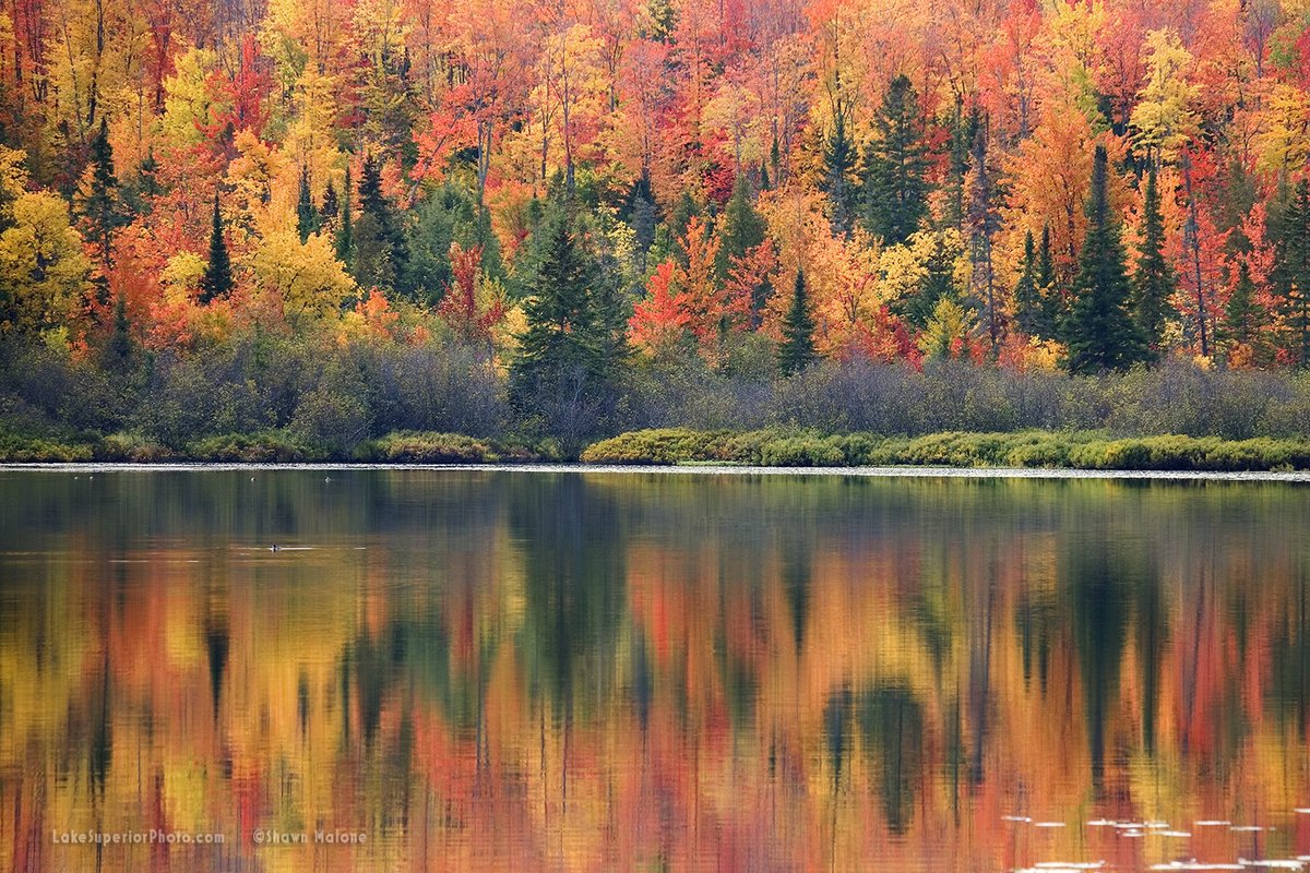 LAKSuperiorFoto's tweet image. autumn mirror reflections 🍁