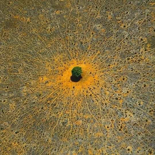 Este es El 'árbol de la vida', una acacia que vive en el Parque Nacional Tsavo, Kenia Las líneas que conducen hacia y desde ella son caminos de animales que buscan su sombra o la comida de sus hojas. Los puntos que salpican el terreno son sus jóvenes herederas. Son mágicos 💚💚…