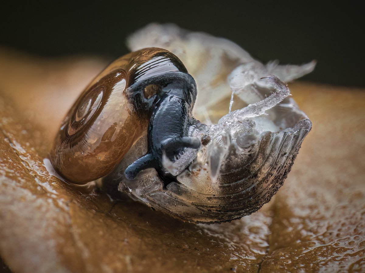 I found a snail eating the remains of a woodlouse.

This was a first for me! Photographed in my garden.

<a href="/OMSYSTEMcameras/">OM SYSTEM Cameras</a> <a href="/NatGeo/">National Geographic</a> <a href="/BBCEarth/">BBC Earth</a> 

#snails #snail #NaturePhotography #macrophotography #closeup #omsystem #wildlifephotography