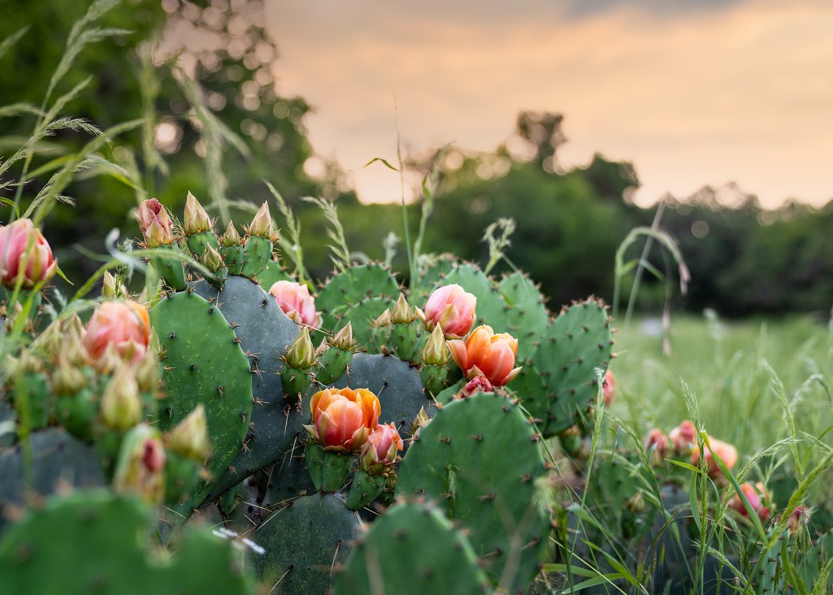 NewsHCA's tweet photo. As we head into cooler fall weather, remember that the drought persists. Today's #TexasNativePlantWeek post is all about #droughtresistantplants and water conservation.
๐ตExplore 15 Native plants that bring color to any yard: https://t.co/7XoqTazMlp
๐ธ Airon Mothershed https://t.co/OVgnAU9pqv