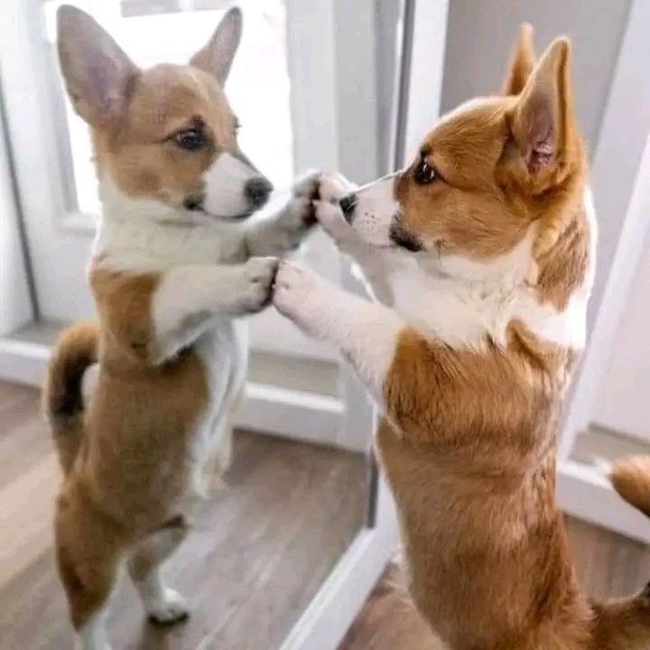 corgilover0's tweet photo. https://t.co/Kx6NBqhzNw