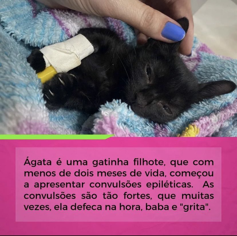 howlsooya's tweet photo. Oi gente. Me ajudem divulgando a história da Ágata! Ela é a gatinha que uma amiga resgatou e até então estava conseguindo arcar com as despesas, mas desde domingo a ágata precisou ser internada novamente e os valores aumentaram. Por favor quem puder ajudar com qualquer valor 🤍 https://t.co/LxhKOaycUJ