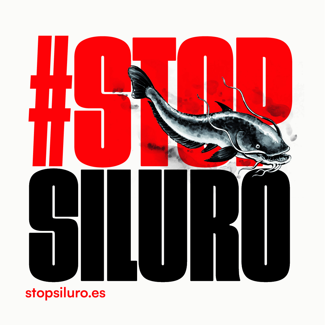 🚫🐟 #StopSiluro ha comenzado! Un intruso silencioso amenaza el Guadalquivir y la biodiversidad local. Es hora de tomar conciencia y actuar. Conoce más sobre este depredador y cómo puedes ayudar en stopsiluro.es ¡Protege nuestra biodiversidad! 🌍💙 #siluro #guadalquivir