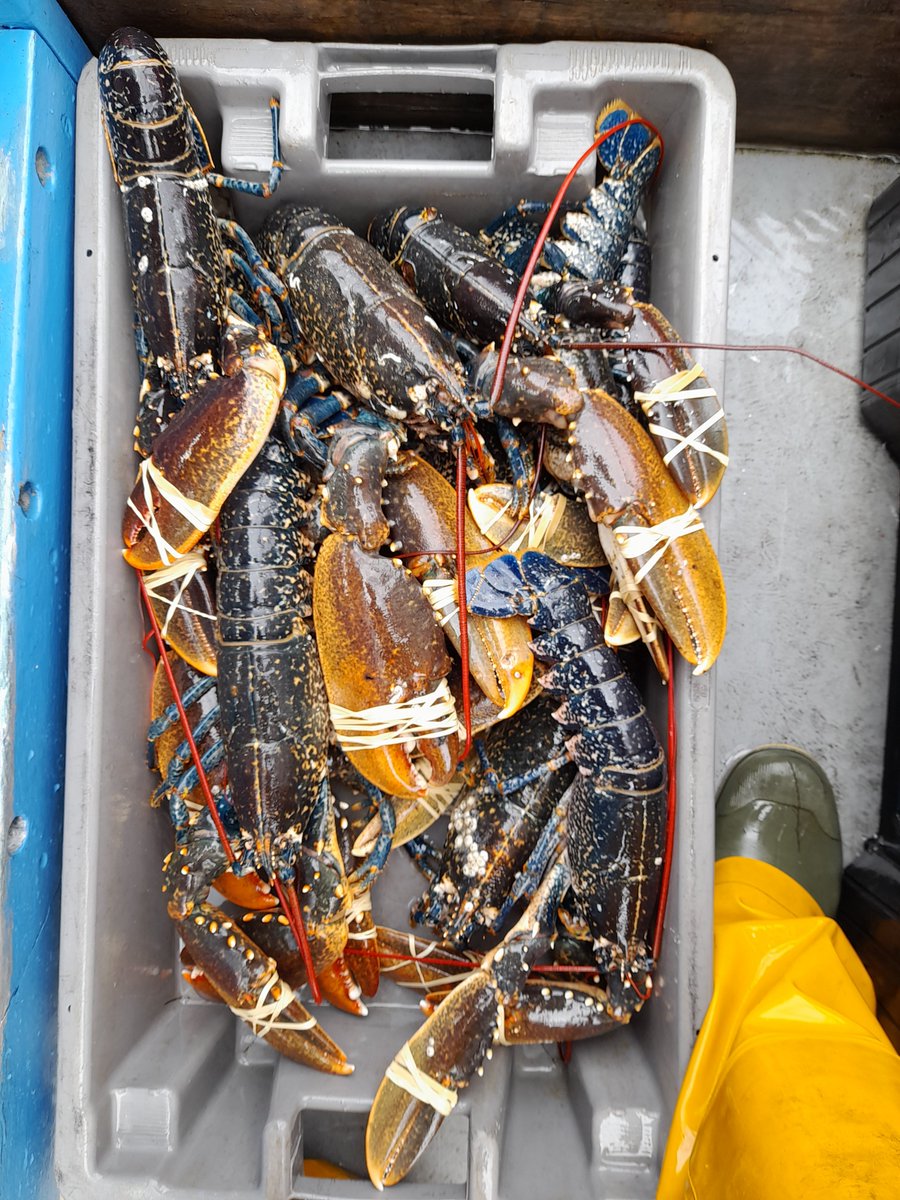 Some fantastic images sent over by a recent successful candidate of our most recent New Entrants course run in partnership with Fish Industry Training Association and Argyll and Bute Council! Great to see a new generation of fishers working on the Clyde. 🦀🦐🐟