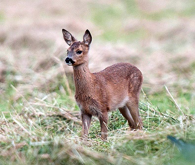Preston Society of Birdwatching (@prestonnature) on Twitter photo 🆕 Monday 23rd October
Deer in the North West by <a href="/NickJackson72/">Nick Jackson</a>
19:30 at St Marys Church, Penwortham PR1 0AH
£3 on the door or £25 membership for all this seasons talks and walks
@DeerEngland <a href="/BritishDeerSoc/">British Deer Society (BDS)</a> 🆕 Monday 23rd October
Deer in the North West by <a href="/NickJackson72/">Nick Jackson</a>
19:30 at St Marys Church, Penwortham PR1 0AH
£3 on the door or £25 membership for all this seasons talks and walks
@DeerEngland <a href="/BritishDeerSoc/">British Deer Society (BDS)</a>