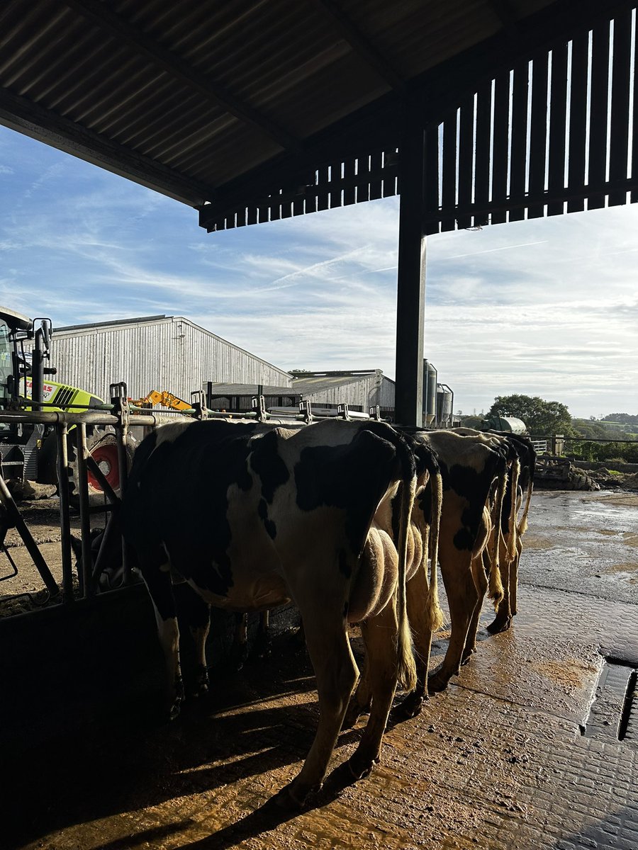 Had the pleasure of hosting #STgGermany🇩🇪 (<a href="/STgenetics/">STgenetics</a>) and <a href="/cogentbreeding/">Cogent Breeding Ltd</a> this afternoon, focusing on genomics, beef on dairy and genetics 🧬 

🐄 We lined up some of our milking Genosource Captain daughters who consistently outrank their peers in the parlour ⚡️

#TeamDairy