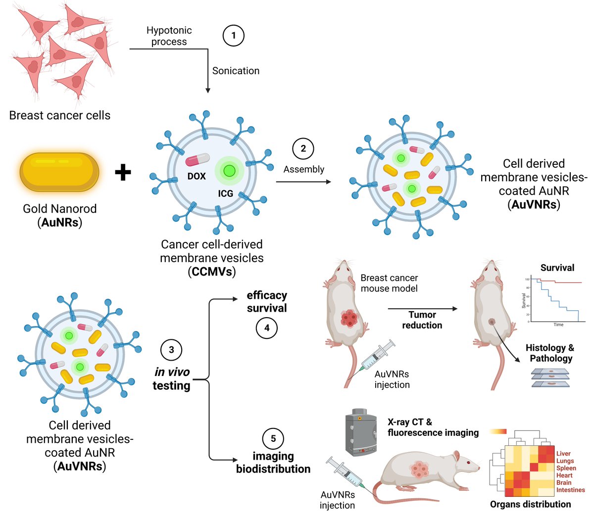 CNanolab's tweet photo. So happy with our collab study on #cancer cell-membrane #nanovesicles for preclinical tumor-targeted #nanotheranostics at Cell Reports Physical Science @CellRepPhysSci @CellPressNews 👉 https://t.co/45QSY0JzBk. Thank you so much @1989rpm and @BarbaraBrMendes @nova_medschool https://t.co/Mg3p6fnSbe
