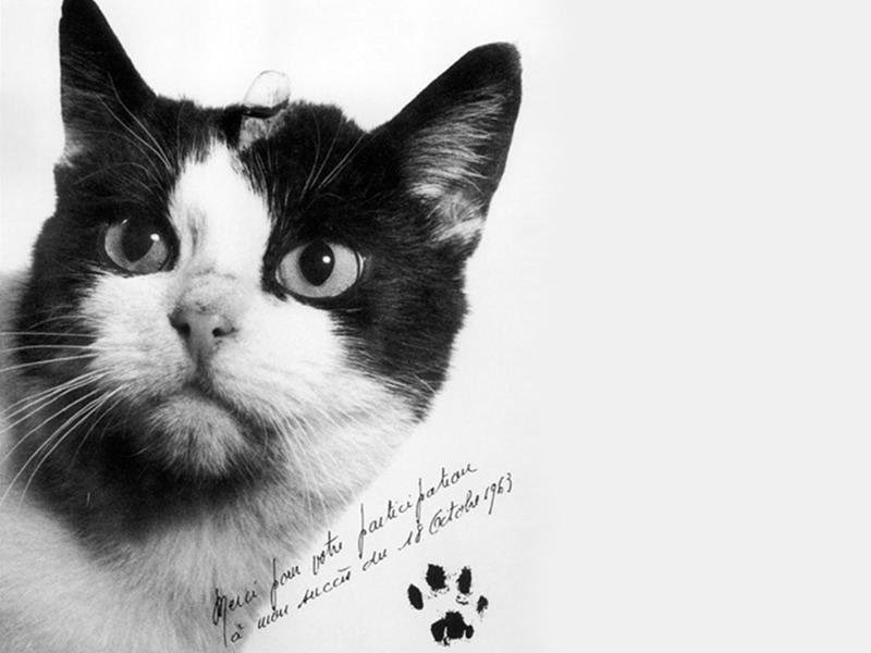 airandspace's tweet photo. 60 years ago today, a cat named Félicette became a feline space traveler when she launched into space on a mission conducted by the French space program. The spaceflight, which Félicette survived, was suborbital and lasted less than 15 minutes. https://t.co/Tfu8C12fi1
