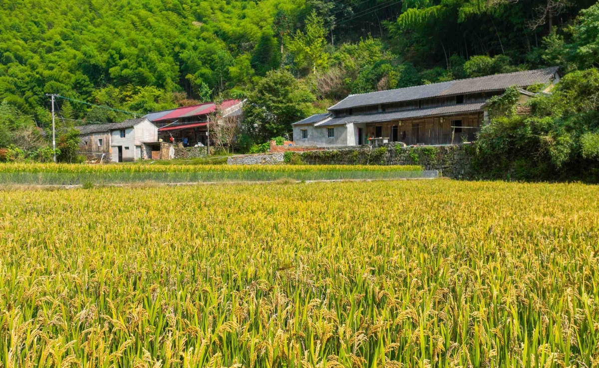 The experimental 'rice-fish symbiosis' field in Limei village, #Ningbo welcomed its first #harvest on Oct 16. It is said that villagers utilize the fish🐟 excrement to nourish the rice🌾, avoiding the use of pesticides or chemical fertilizers. #RuralVitalizaiton #AutumninNingbo