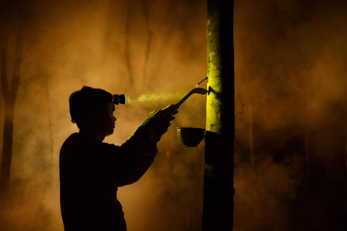 Carbon Brief (@carbonbrief) on Twitter photo NEW – Rubber drives ‘at least twice’ as much deforestation as previously thought | <a href="/aruna_sekhar/">Aruna Chandrasekhar</a> w/ comment from <a href="/AntjeAhrends/">Antje Ahrends</a> @emeijaard <a href="/Yunxia_Wang/">Yunxia Wang</a>
Read here: bit.ly/48Ya6Jq NEW – Rubber drives ‘at least twice’ as much deforestation as previously thought | <a href="/aruna_sekhar/">Aruna Chandrasekhar</a> w/ comment from <a href="/AntjeAhrends/">Antje Ahrends</a> @emeijaard <a href="/Yunxia_Wang/">Yunxia Wang</a>
Read here: bit.ly/48Ya6Jq
