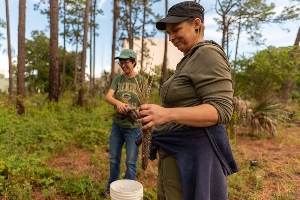 We appreciate the help of dozens who volunteered and UF Native Plant Nursery's plant donation last week in restoring <a href="/UFNATL/">UFNaturalTeachingLab</a> NATL's upland pine community. #UFBugs
