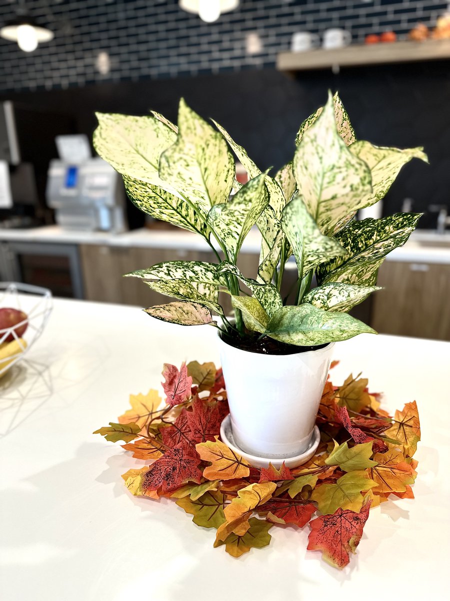 NaturaHQ's tweet photo. Plainviews in Austin is now a plant haven with our Aglaonemas and Fiddle Leaf Fig tree installations. Trust Natura to enhance your office environment with our indoor plant expertise. 🌿 Designer: Anai 👩💼
Austin, Tx📍
#InteriorPlants #Natura #AustinOffice #IndoorPlantSolutions https://t.co/LMaK3nkTwH