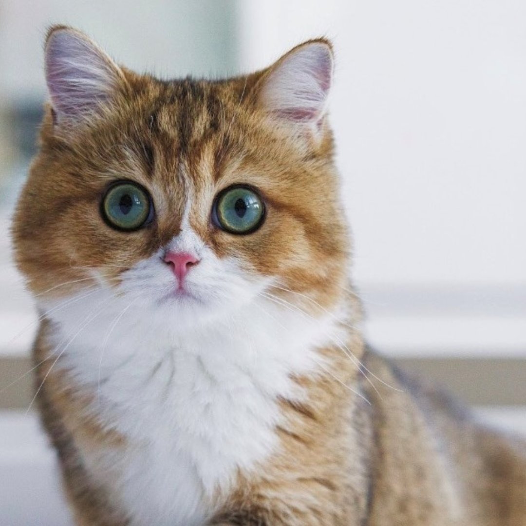 Meet our featured pet of the month Papaya! 

Papaya is the perfect bundle of curiosity and playfulness! She is a skilled thief when it comes to hair ties; no rooms or drawers are safe from her. #darwinspet #rawfedcat #catsofinstagram