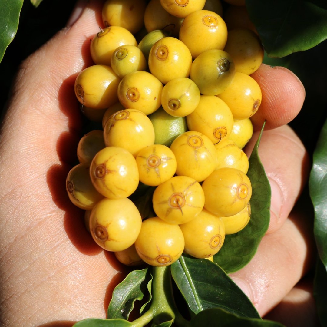 Desert Sun Coffee tweet media