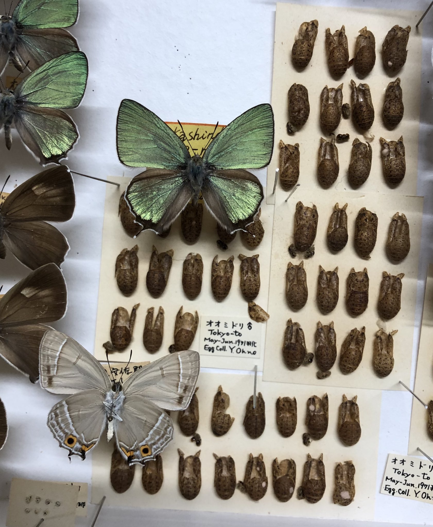 昆虫標本◇昭和40年頃：台湾の昆虫標本◇コレクションに♪②