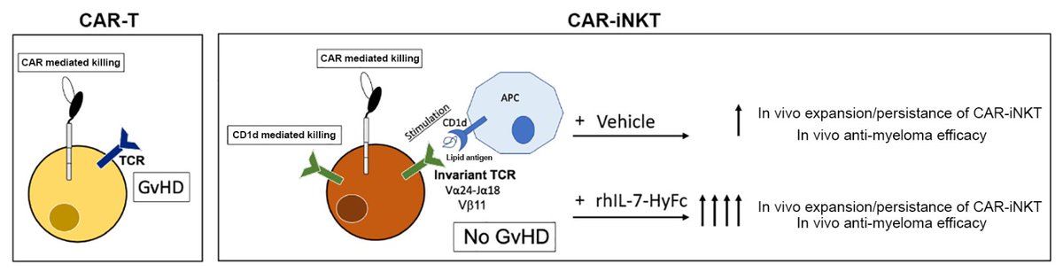 Anti-myeloma efficacy of CAR-iNKT is enhanced with a long-acting IL-7, rhIL-7-hyFc
Featured in Blood Advances, Vol 7, Issue 20
@WashUOnc @SitemanCenter @WUDeptMedicine @LabFehniger @DiPersioLab @BerrienElliott @WUSTLdbbs 
sciencedirect.com/science/articl…