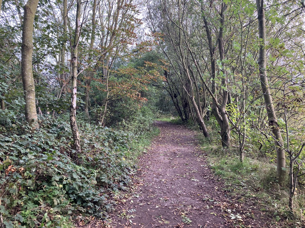 Probably lauded as the greatest autumn for twitching rare birds I wonder just how many people look and realise just how devoid of birds most British habitats are now