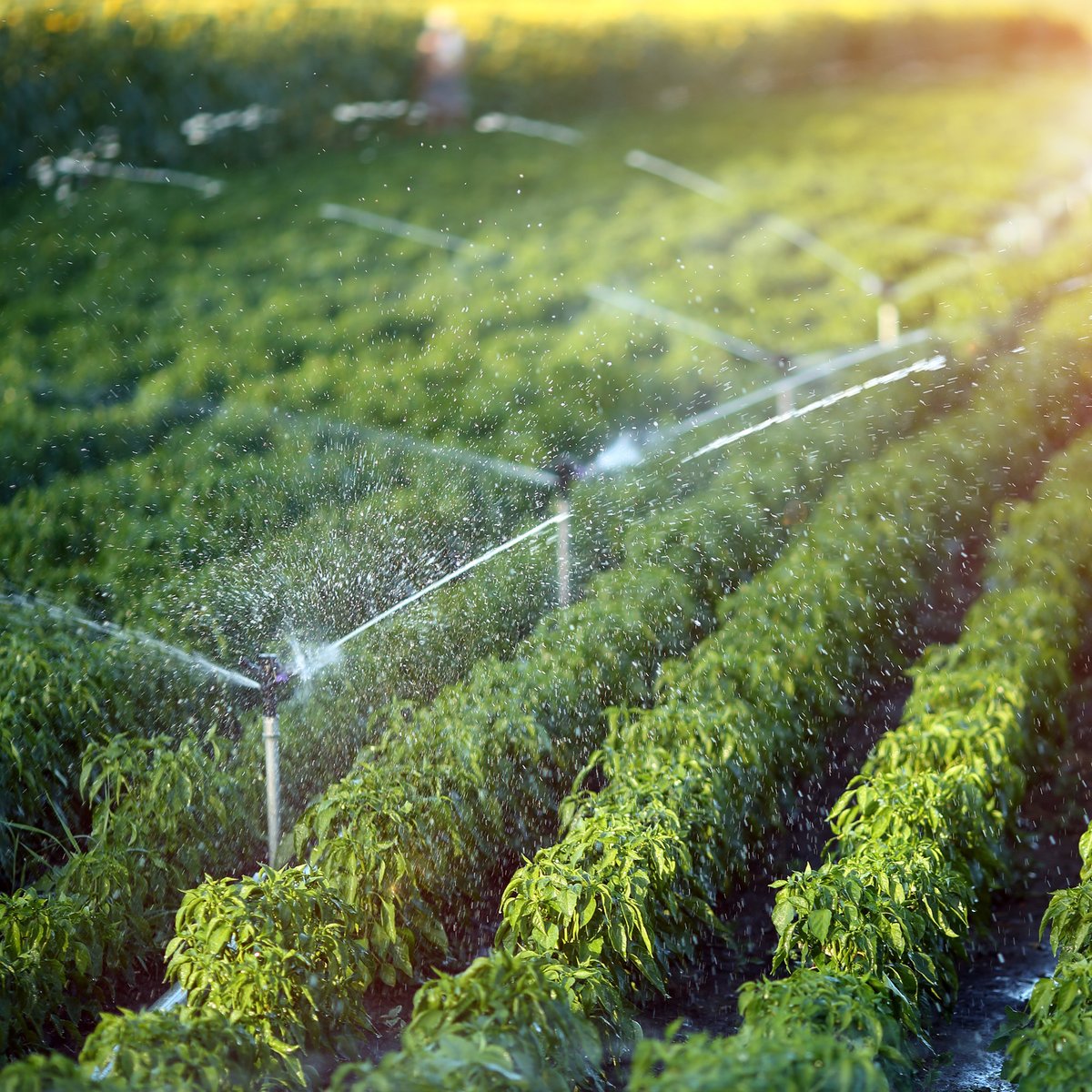 westpakuk's tweet photo. @WRAP_UK calls on more food &amp; drink businesses to act on water
💧 By 2030, global water demand is expected to double 
💧 The UK imports more than 80% of its fruit and 40% of its vegetables, predominantly from water-stressed countries.​
https://t.co/K6CMZoMBGD https://t.co/BzCwGgUkeE