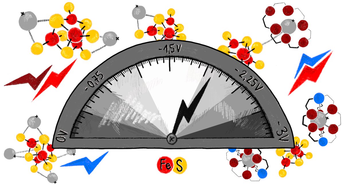 Thrilled to announce our latest publication in @Chem_CP focusing on redox potential modulation in iron-sulfur clusters. A monumental effort led by @LG_iron57 . @ETH_DCHAB @ETH authors.elsevier.com/sd/article/S24…