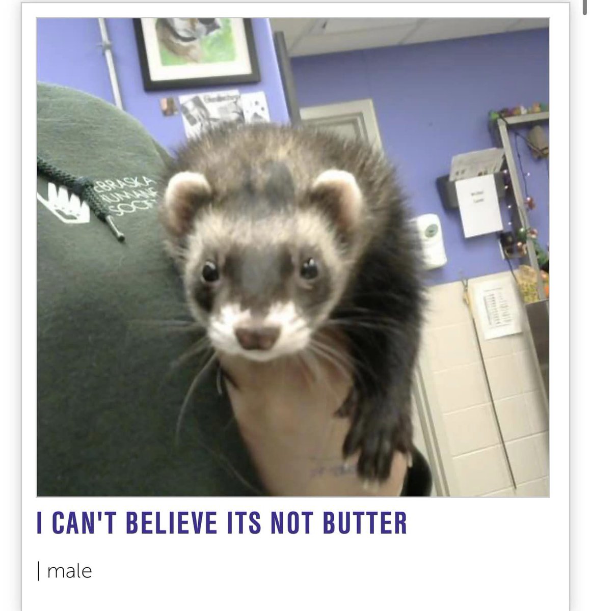 NEHumaneSociety's tweet photo. already adopted but these are too good not to share https://t.co/7L8g5QqcXl