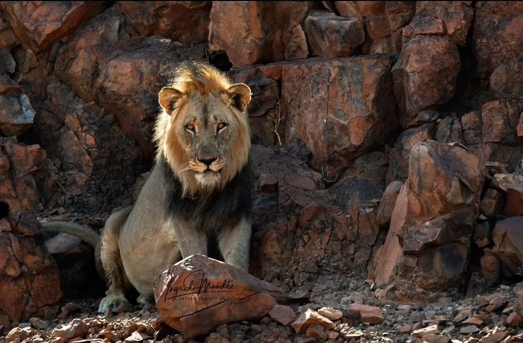 StormsFollower's tweet image. It appears that one of the last male Desert Lions,”Mwezi”, who is a research subject, has been trophy hunted, by tracking his collar to the #Palmwag concession or the adjacent #SkeletonCoast park by  hunters, allegedly escorted by officials of the MEFT.
#Namibia #boycottNamibia