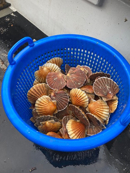 Recently we have been quiet on the #Scallopdisco front, but fear not, we are gearing up for the next round of trials, fine-tuning pot designs & using our lights with great success. Look at these beauties taken from just 5 pots! Delicious low impact scallops ready for customers 🕺