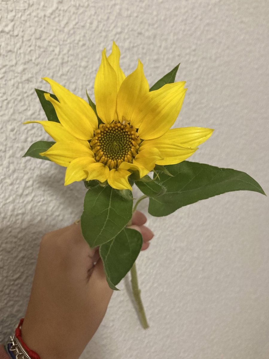 _maariaaaa's tweet image. mi papito regalándome girasoles 🥺