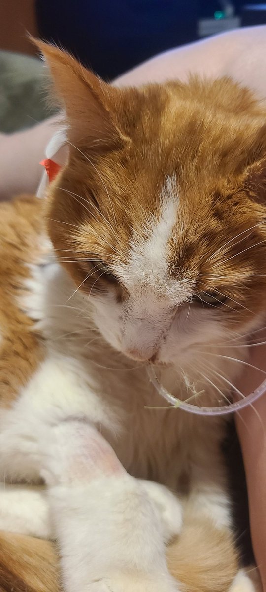 Our JimJam is going through a hard time right now. Anything you contribute, funds, a share, anything, would be so helpful!

gofund.me/7eb1492d