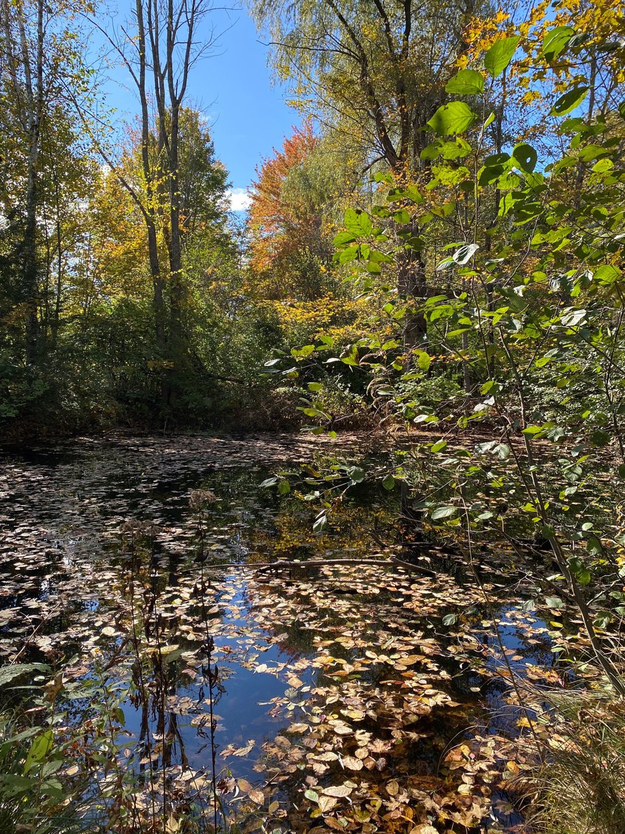 normandeauassoc's tweet photo. It’s safe to say that SELT’s #Trailfest was a success this past weekend. The weather was perfect for hiking, outdoor music, picnicking, and hay bale jumping! With booths, wildlife demonstrations, dance parties, and delicious food, there was something for the whole family. https://t.co/3mN01XWWj5