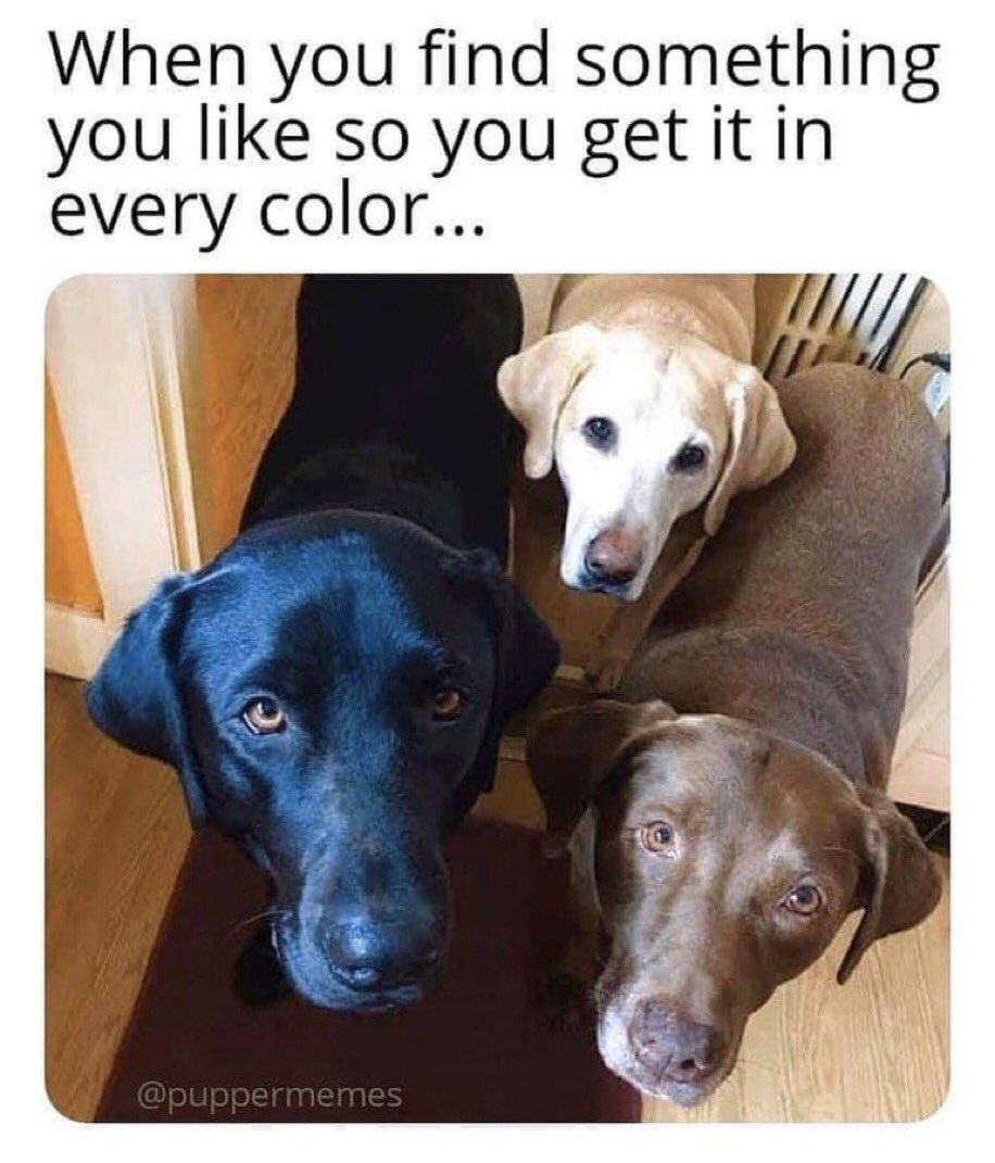 Is three dogs and a newborn too much? Asking for a friend