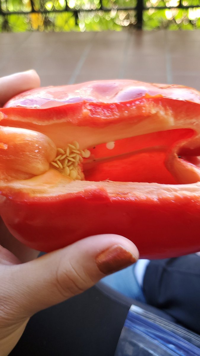 Rose 🥀 KOL •STAR/SHRIL/GWEN/VAKARE/DOGGO MONTH 🥳 tweet media