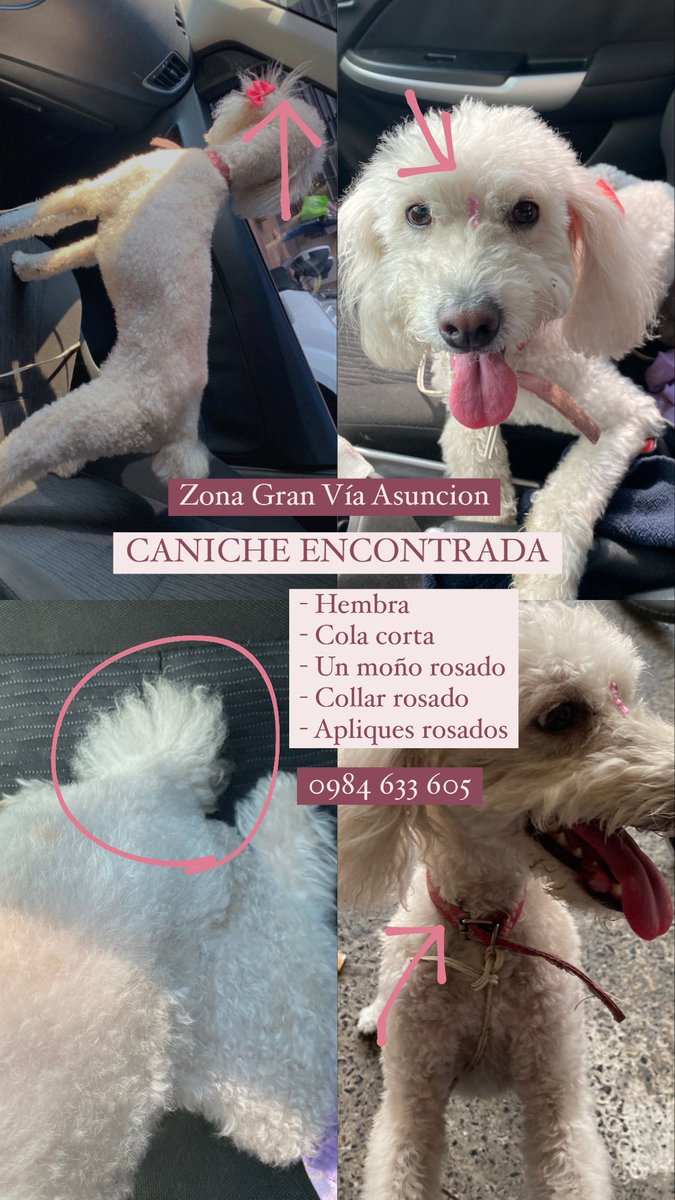 Caniche retenida 🐩 
DENLE RT PARA LLEGAR A SUS DUEÑOS!
