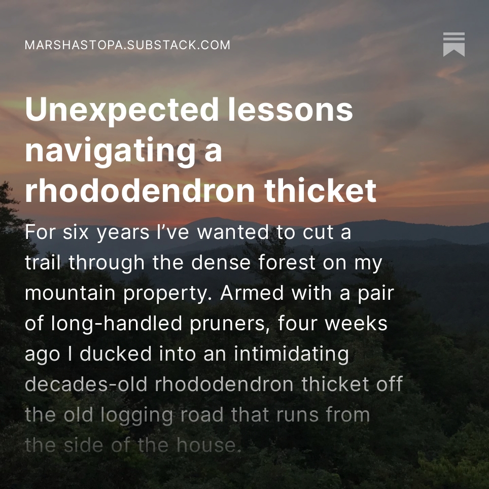 Thickets with a twist. New on Substack. open.substack.com/pub/marshastop…