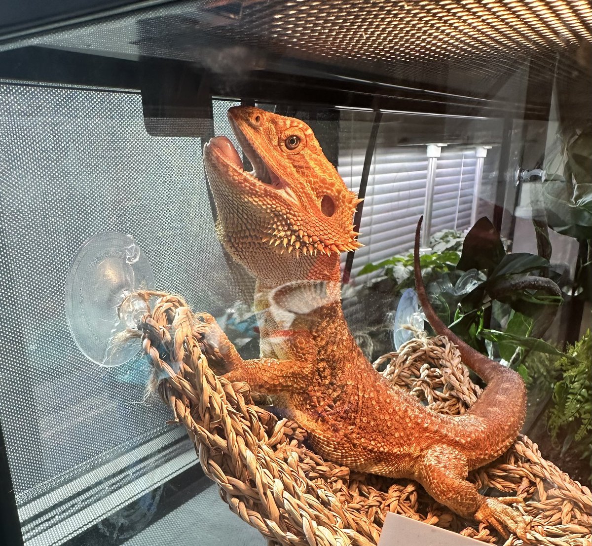 In my PreK classroom we do things a little different. Thank you <a href="/pk_stem/">Dr. Elba & Domingo Garcia West Dallas STEM</a> for allowing me to share Lady Drogon with my students. They love learning the science of taking care of her.