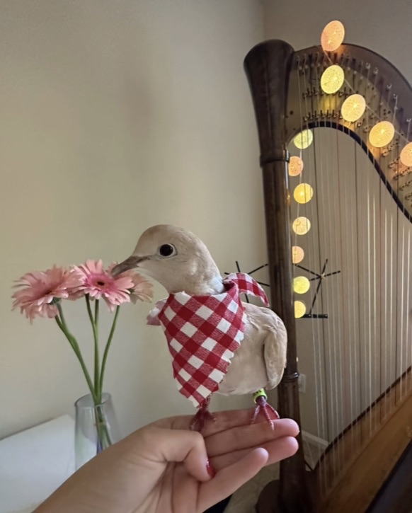 My normal bird